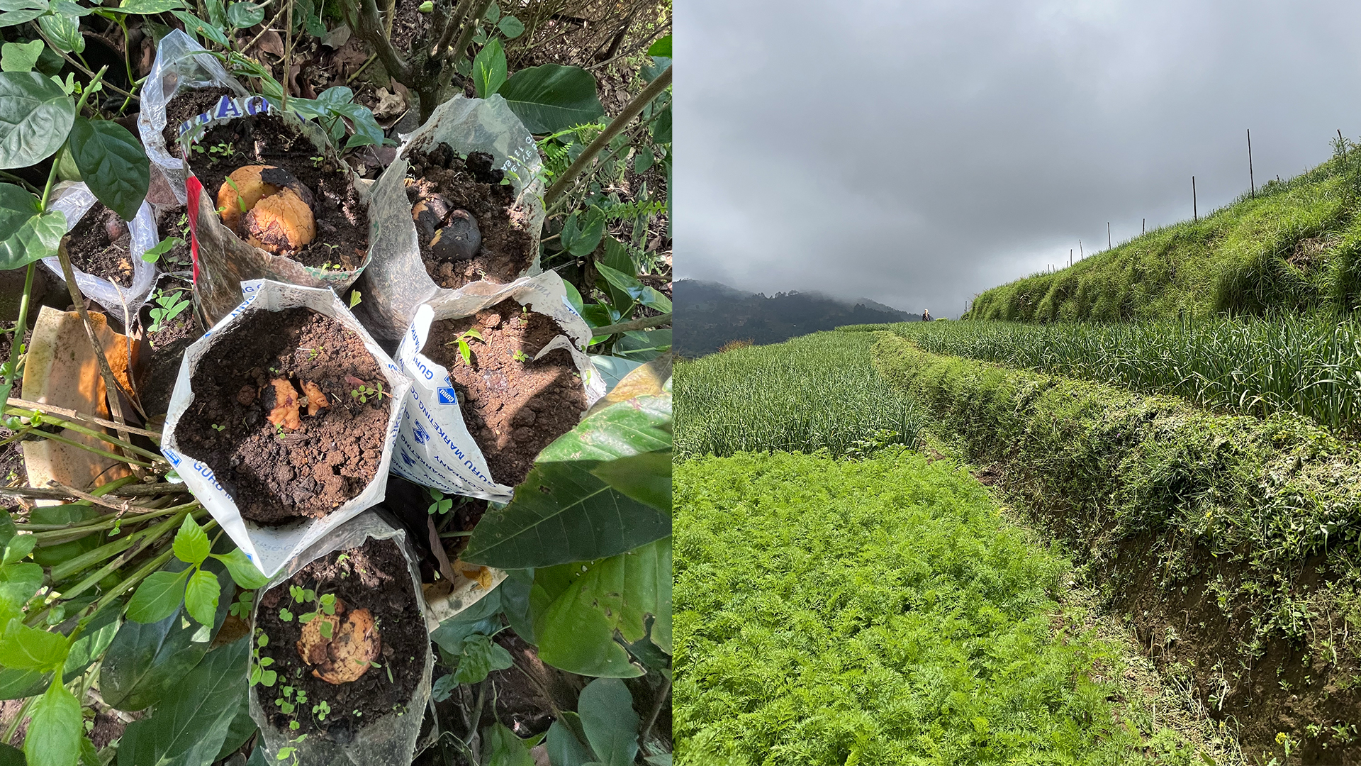 Crops and Farmland in Kodaikanal, India