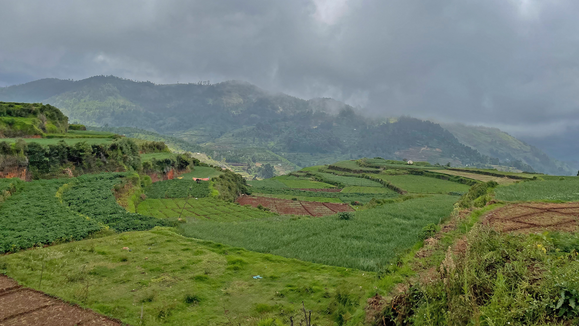 Farmland in Kodaikanal, India