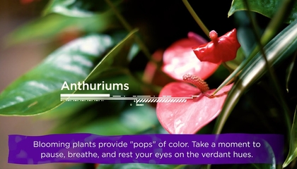 Experience the Living Green Wall