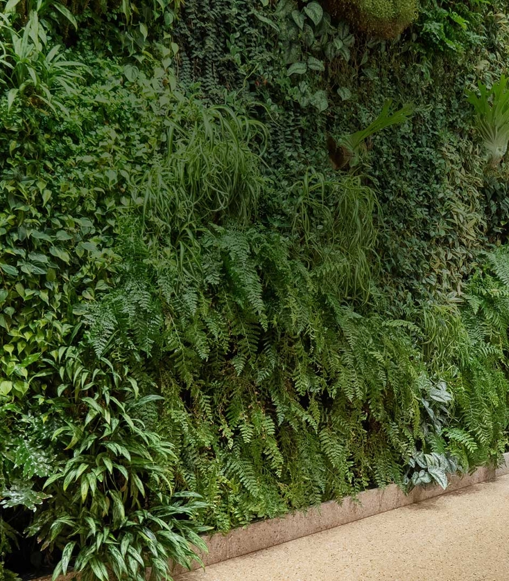 Student walking in front of living green wall