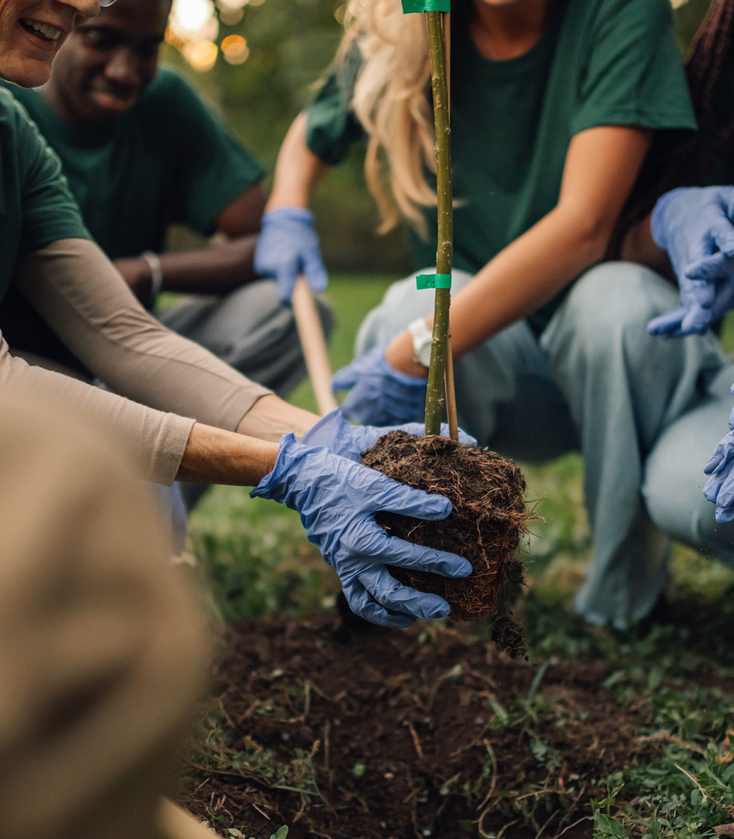 A group of people planting a small tree