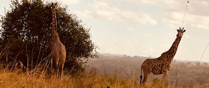 Giraffes in Kenya