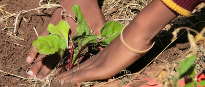 Person planting crops